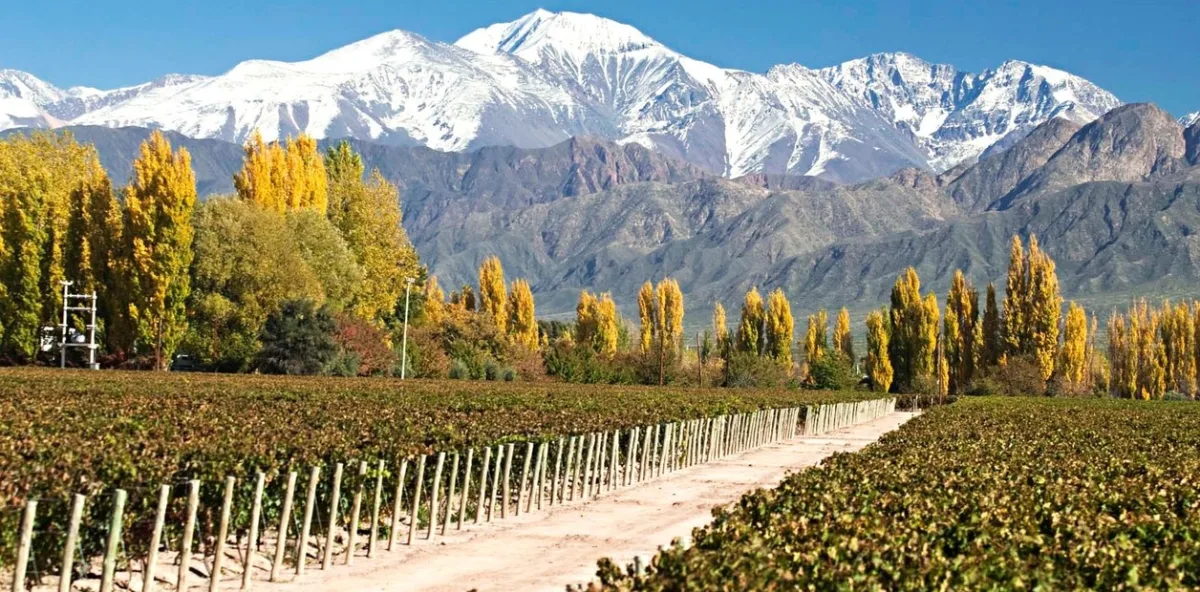 Famosos viñedos y orígenes del vino de Mendoza
